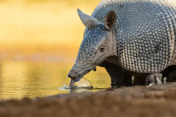 Framed Print : Nine-banded armadillo (Dasypus novemcinctus) drinking