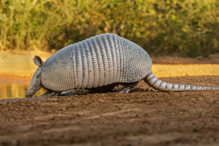 Framed Print : Nine-banded armadillo (Dasypus novemcinctus) drinking