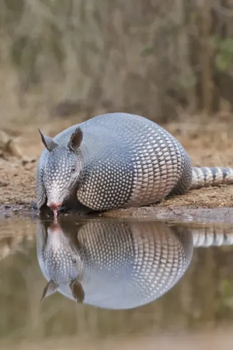 Framed Print : Nine-banded Armadillo (Dasypus novemcinctus) drinking at pond in south Texas Framed Print : Nine-banded Armadillo (Dasypus novemcinctus) drinking at pond in south Texas