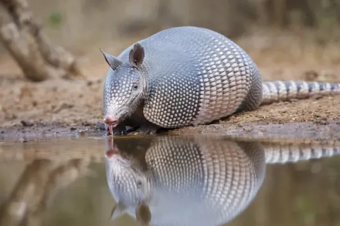 Framed Print : Nine-banded Armadillo (Dasypus novemcinctus) drinking at pond in south Texas