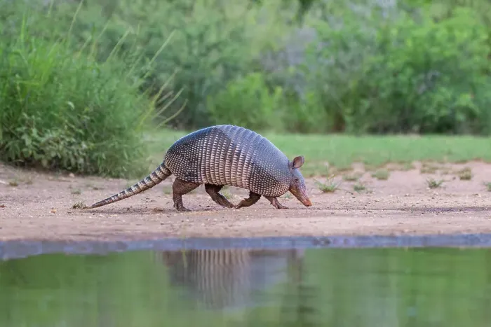 Framed Print : Nine-banded armadillo at pond Framed Print : Nine-banded armadillo at pond