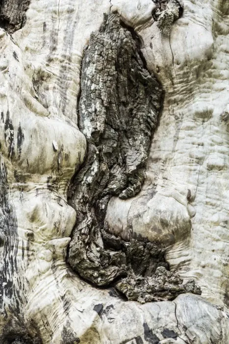 Framed Print : Nisqually National Wildlife Refuge, Nisqually, Washington State, USA. Tree with no bark