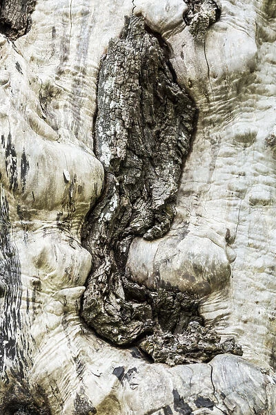 Nisqually National Wildlife Refuge, Nisqually, Washington State, USA. Tree with no bark