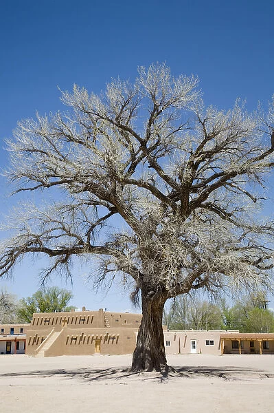 NM, New Mexico, San Ildefonso Pueblo, Big Tree in North Plaza, a majestic