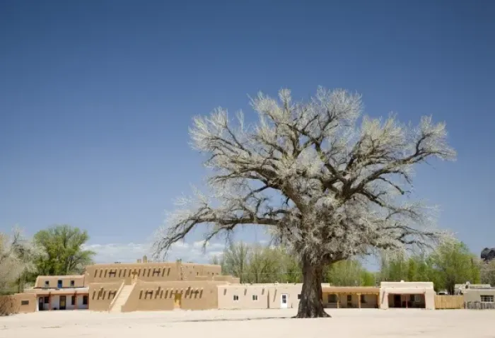 Framed Print : NM, New Mexico, San Ildefonso Pueblo, Big Tree in North Plaza, a majestic Cottonwood Framed Print : NM, New Mexico, San Ildefonso Pueblo, Big Tree in North Plaza, a majestic Cottonwood