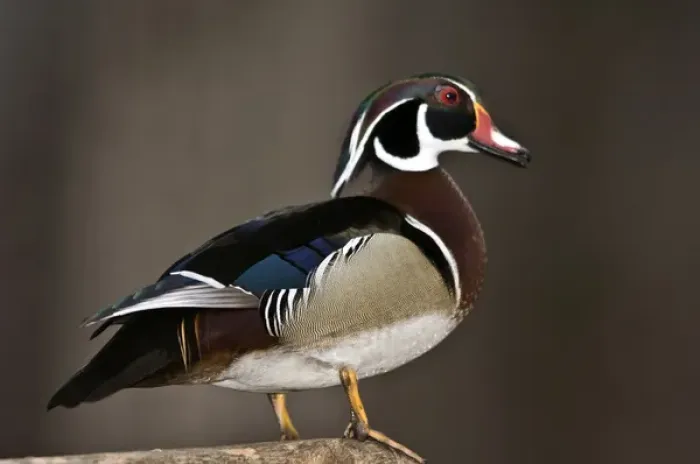 Framed Print : Nobody, North America, USA, Minnesota, Mendota Heights, Wood Duck, Drake Framed Print : Nobody, North America, USA, Minnesota, Mendota Heights, Wood Duck, Drake