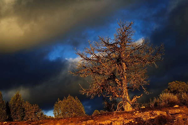 Nobody, North America, USA, Utah, Evening Light, on Naked Tree in High Desert