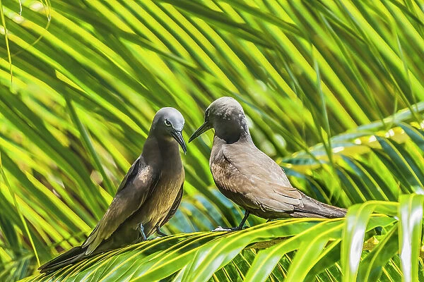 Noddy bird, Morea, Tahiti