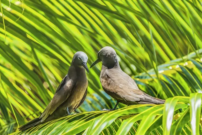 Framed Print : Noddy bird, Morea, Tahiti