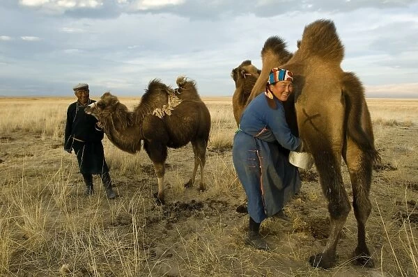 Nomad couple, Gunzel & Zandankhuu milking camels (MR)