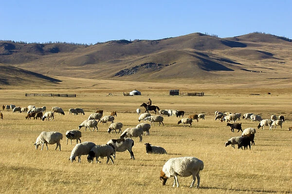 Nomads herding cattle