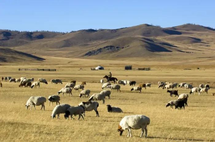 Framed Print : Nomads herding cattle Framed Print : Nomads herding cattle