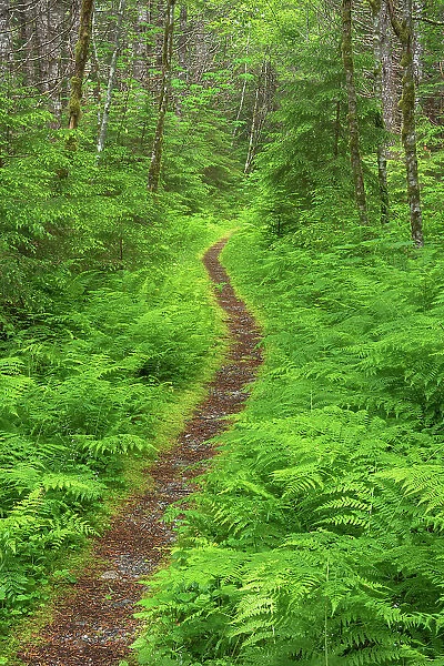 Nooksack Cirque Trail amidst lush foliage of ferns and alder trees. Mount Baker Wilderness, North Cascades, Washington State