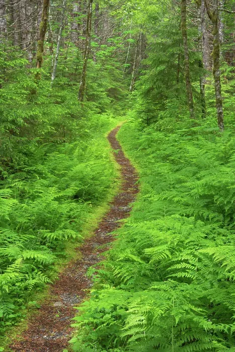Framed Print : Nooksack Cirque Trail amidst lush foliage of ferns and alder trees. Mount Baker Wilderness, North Cascades, Washington State Framed Print : Nooksack Cirque Trail amidst lush foliage of ferns and alder trees. Mount Baker Wilderness, North Cascades, Washington State