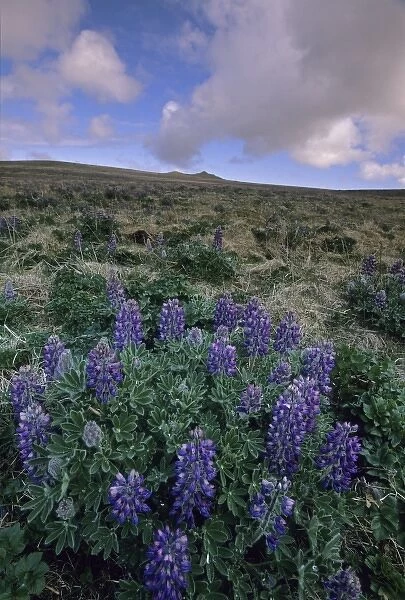 Nootka Lupine, (Lupinus nootkatensis), St. Paul Island, Pribilofs, Bering Sea, Alaska