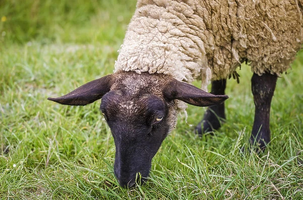 Normandy sheep, Mont Saint-Michel, Normandy, France