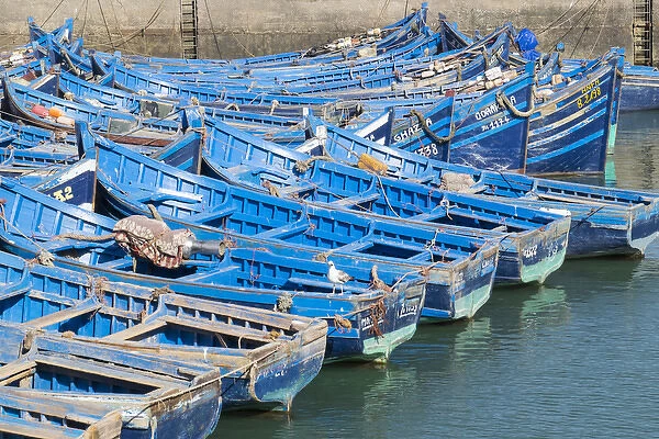 North Africa, Morocco, Essaouira, small skiff  /  rowboats tied in harbor