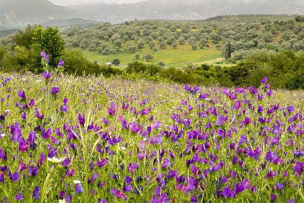 North Africa, Morocco, Ifrane, spring flowers bloom. Verbena, Coreopsis, Daisey, lavender