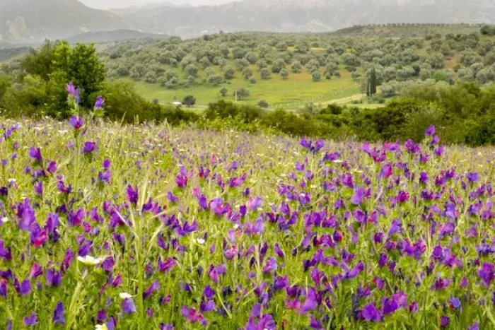 Framed Print : North Africa, Morocco, Ifrane, spring flowers bloom. Verbena, Coreopsis, Daisey, lavender Framed Print : North Africa, Morocco, Ifrane, spring flowers bloom. Verbena, Coreopsis, Daisey, lavender
