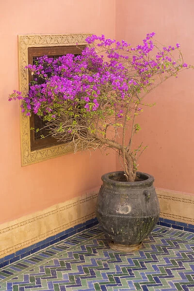 North Africa, Morocco, Marrakech. Bougainvillea glabra in purple container next to