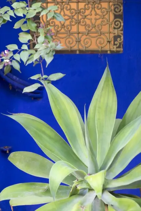 Framed Print : North Africa, Morocco, Marrakech, Jacques Majorelle Botanical Gardens. 12 acres, designed in the 1920s