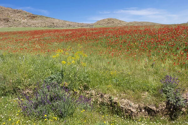 North Africa, Morocco, Taounate, spring flowers bloom. Verbena, Coreopsis, Atlantic Poppy
