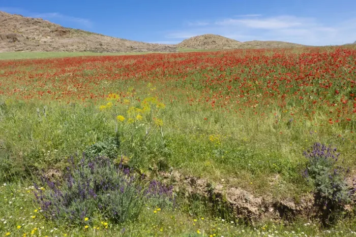 Framed Print : North Africa, Morocco, Taounate, spring flowers bloom. Verbena, Coreopsis, Atlantic Poppy Framed Print : North Africa, Morocco, Taounate, spring flowers bloom. Verbena, Coreopsis, Atlantic Poppy