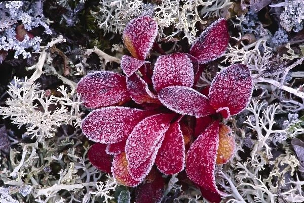 North America. Alaska, Denali National Park. Frost on Bearberry (Arctostaphylos uva-ursi)
