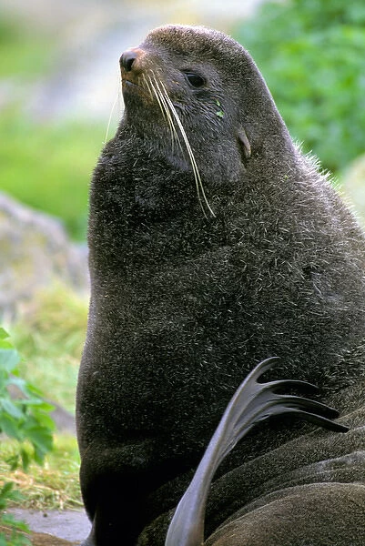 North America, Alaska, St. Paul Island. Northern Fur Seal