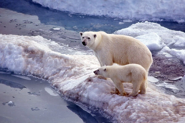 North America, Arctic. Polar bear and cub