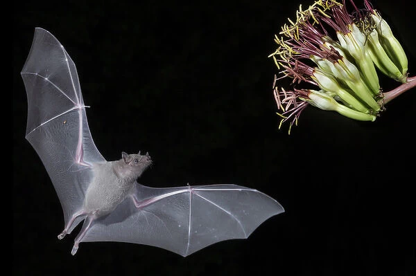 North America, Arizona, Green Valley, lesser long-nosed bat (Leptonycteris yerbabuenae)