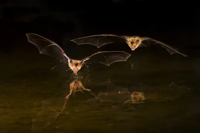 Framed Print : North America, Arizona, pallid bat, (Antrozous pallidus) Bats drinking