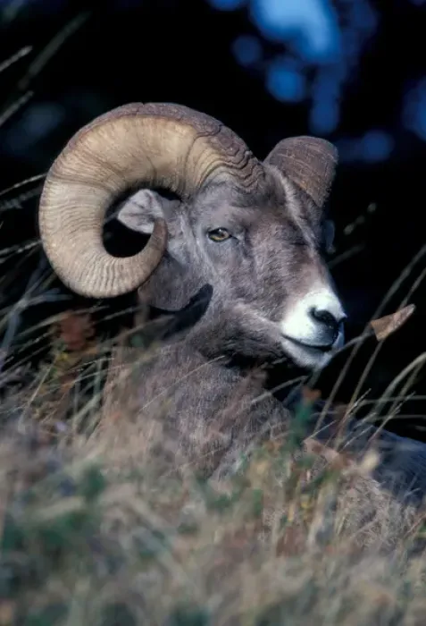 Framed Print : North America, Bighorn sheep portrait