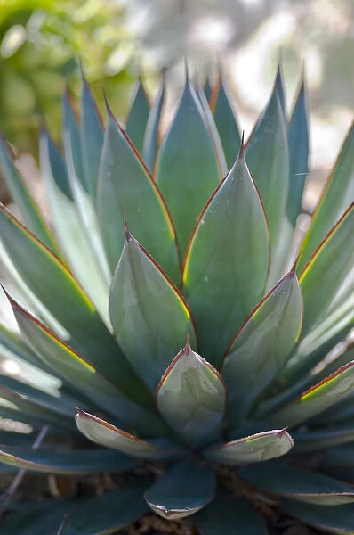 North America, California, San Diego. Succulent plants are water-retaining plants