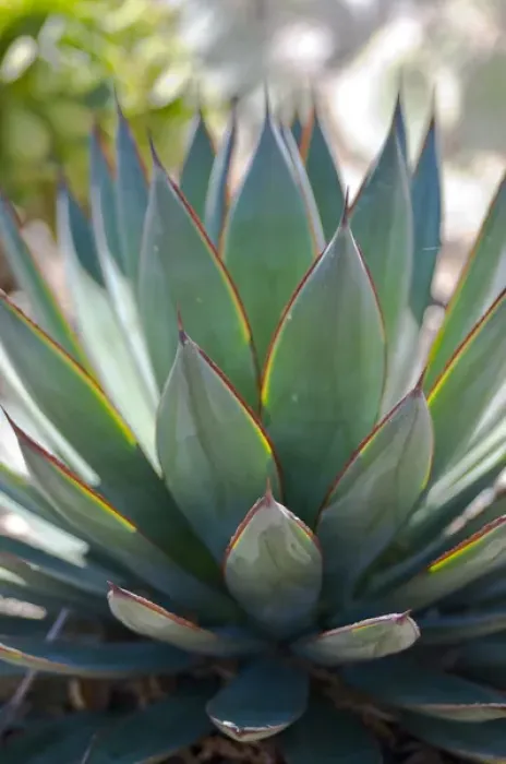 Framed Print : North America, California, San Diego. Succulent plants are water-retaining plants Framed Print : North America, California, San Diego. Succulent plants are water-retaining plants