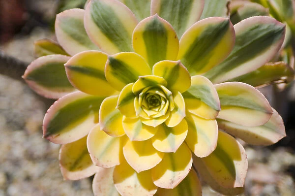 North America, California, San Diego. Succulent plants are water-retaining plants