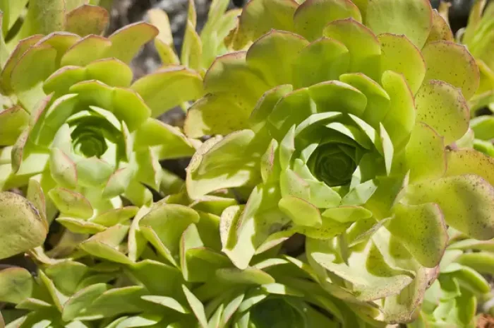 Framed Print : North America, California, San Diego. Succulent plants Framed Print : North America, California, San Diego. Succulent plants