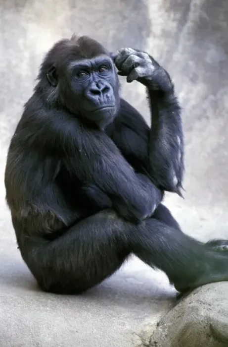 Framed Print : North America, California, San Diego, San Diego Zoo. Lowland Gorilla, captive Framed Print : North America, California, San Diego, San Diego Zoo. Lowland Gorilla, captive