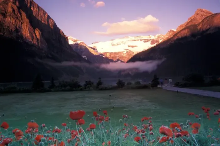 Framed Print : North America, Canada, Alberta, Banff NP, Lake Louise morning and poppies Framed Print : North America, Canada, Alberta, Banff NP, Lake Louise morning and poppies