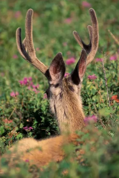 Framed Print : North America, Canada, Alberta, Waterton Lakes NP, Blacktail or Mule deer (Odocoilius