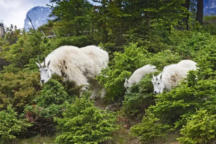 Framed Print : North America, Canada, Alberta, Jasper National Park, Mountain Goat (Oreamnos americanus) female