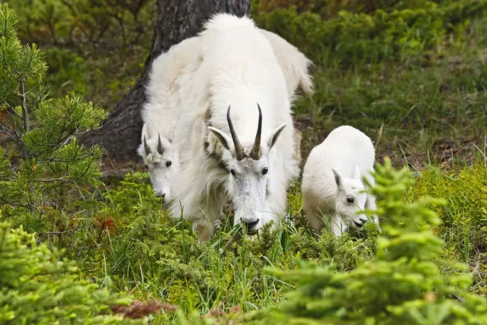 Framed Print : North America, Canada, Alberta, Jasper National Park, Mountain Goat (Oreamnos americanus) female