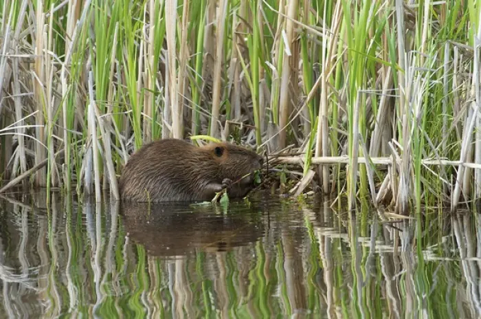 Framed Print : North America, Canada, Alberta, Waterton Lakes National Park. Beaver collecting willows Framed Print : North America, Canada, Alberta, Waterton Lakes National Park. Beaver collecting willows