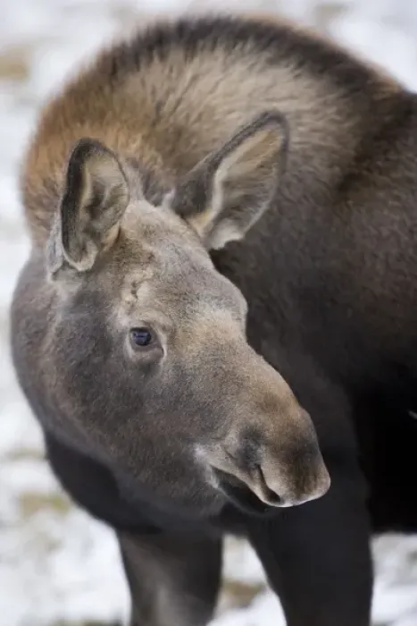 Framed Print : North America, Canada, Alberta, Jasper National Park. Yearling Moose Framed Print : North America, Canada, Alberta, Jasper National Park. Yearling Moose