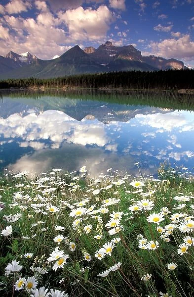 North America, Canada, Alberta, Banff National Park. Hektor Lake with wildflowers