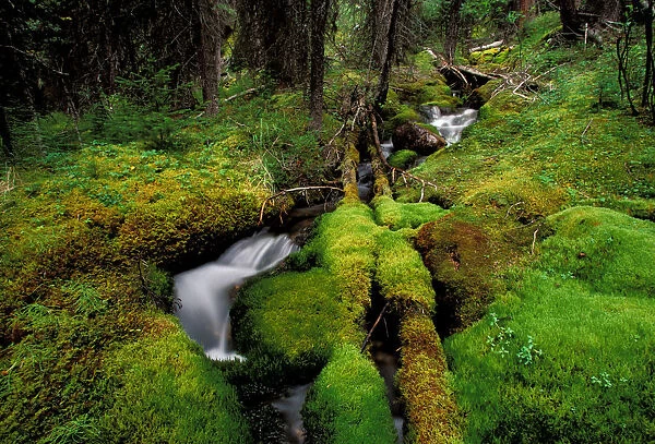 North America, Canada, Alberta, Jasper National Park. Landscape