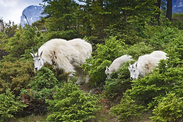 North America, Canada, Alberta, Jasper National Park, Mountain Goat (Oreamnos americanus) female
