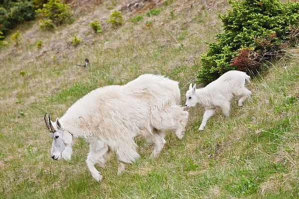 North America, Canada, Alberta, Jasper National Park, Mountain Goat (Oreamnos americaus) female
