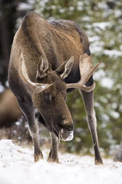 North America, Canada, Alberta, Jasper National Park. Bull Moose