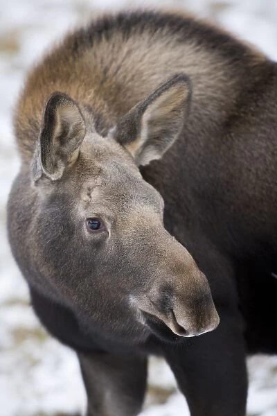 North America, Canada, Alberta, Jasper National Park. Yearling Moose
